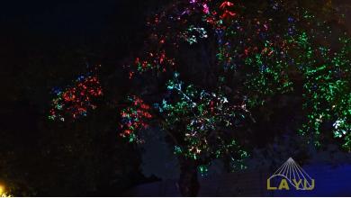 Laser-Created Dream Forest